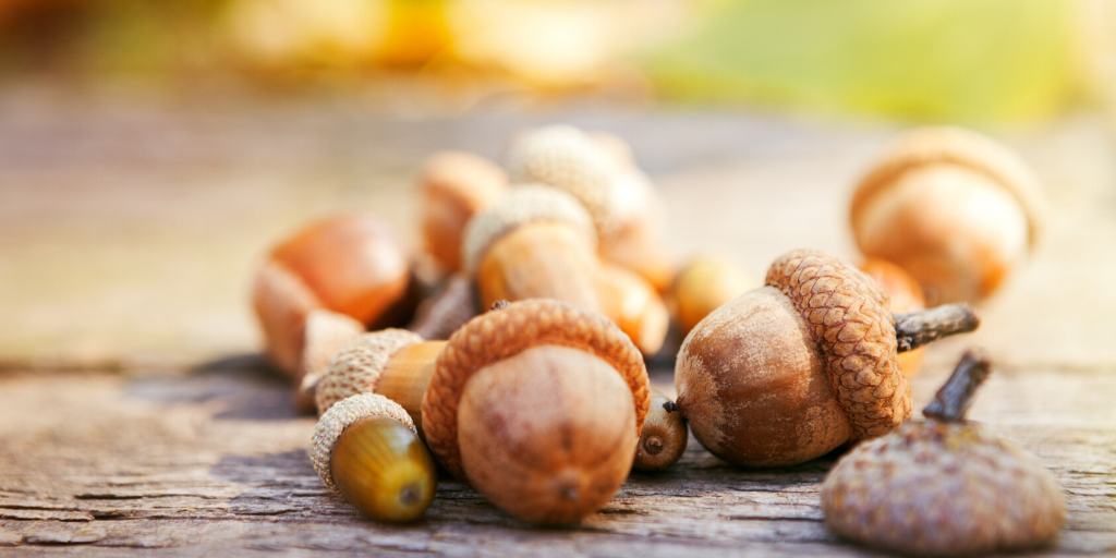 PHD in enhanced acorn production