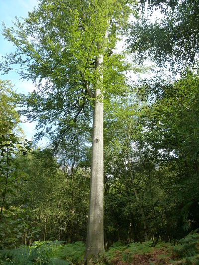 Straight Beech Tree