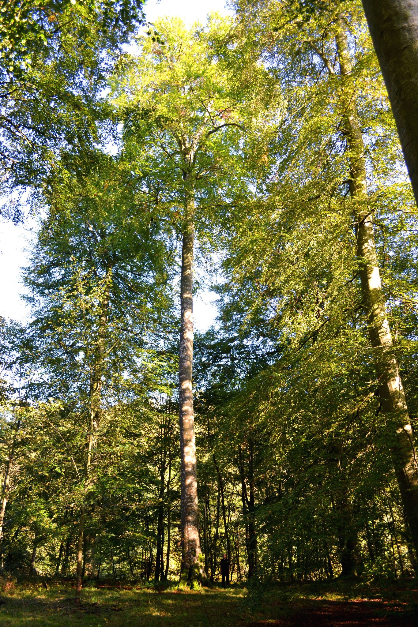 Beech plus tree - superior individual with a high volume of recoverable timbe