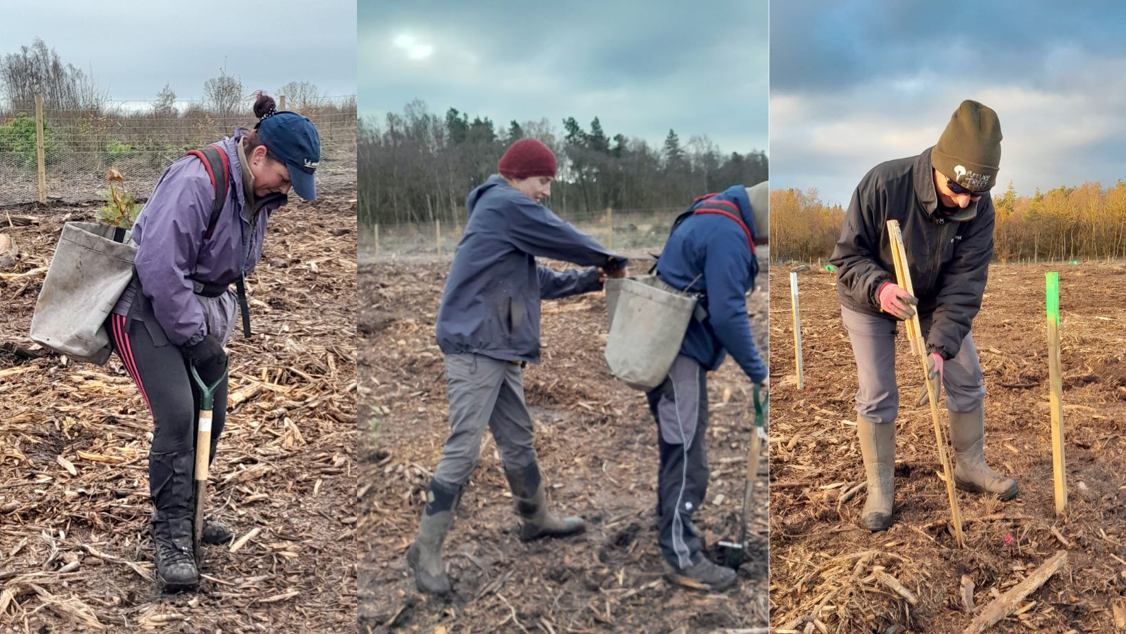 Images: Planting trials and measuring tree height for baseline data
